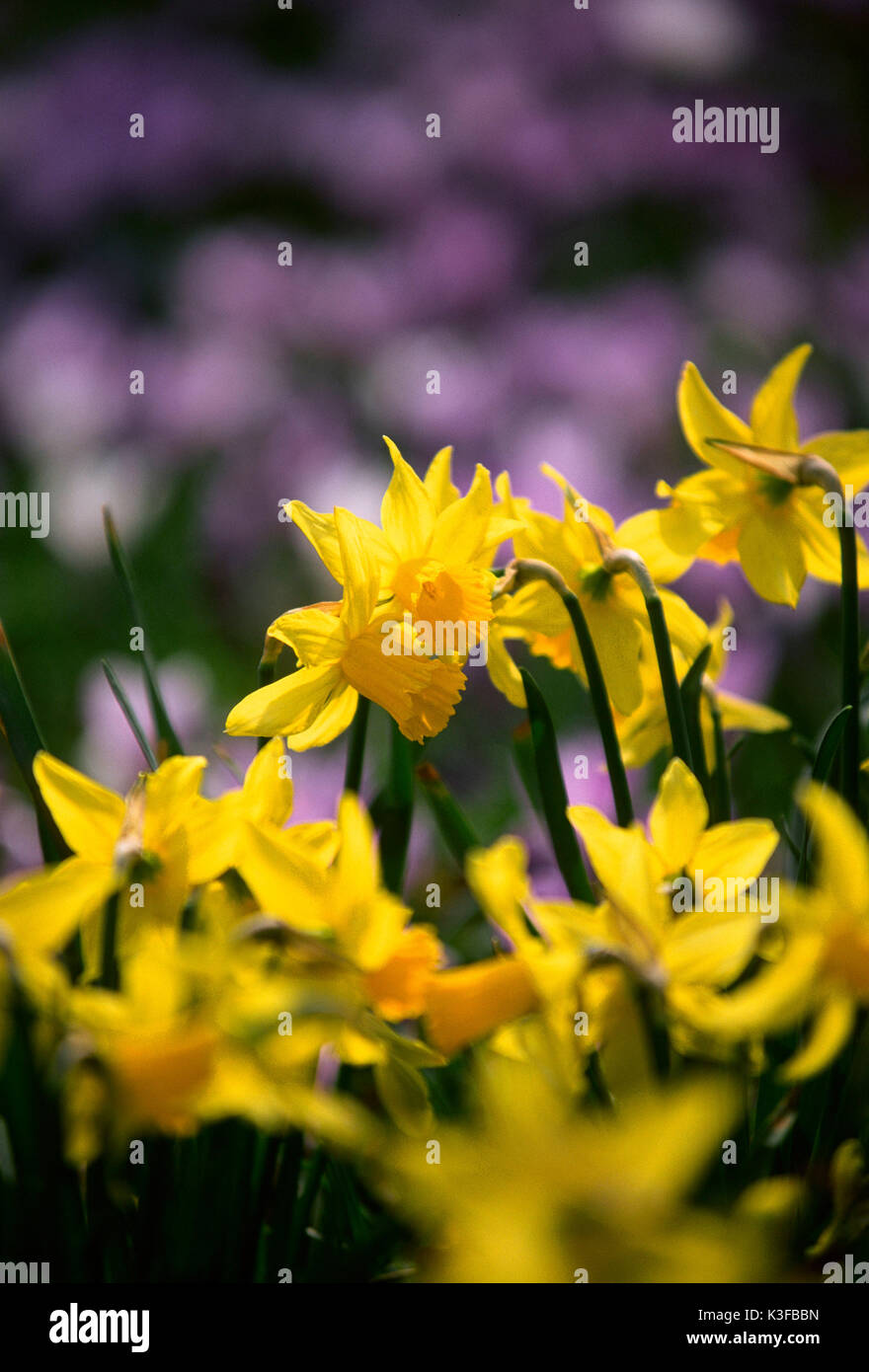 Fleurs de Narcisse Banque D'Images