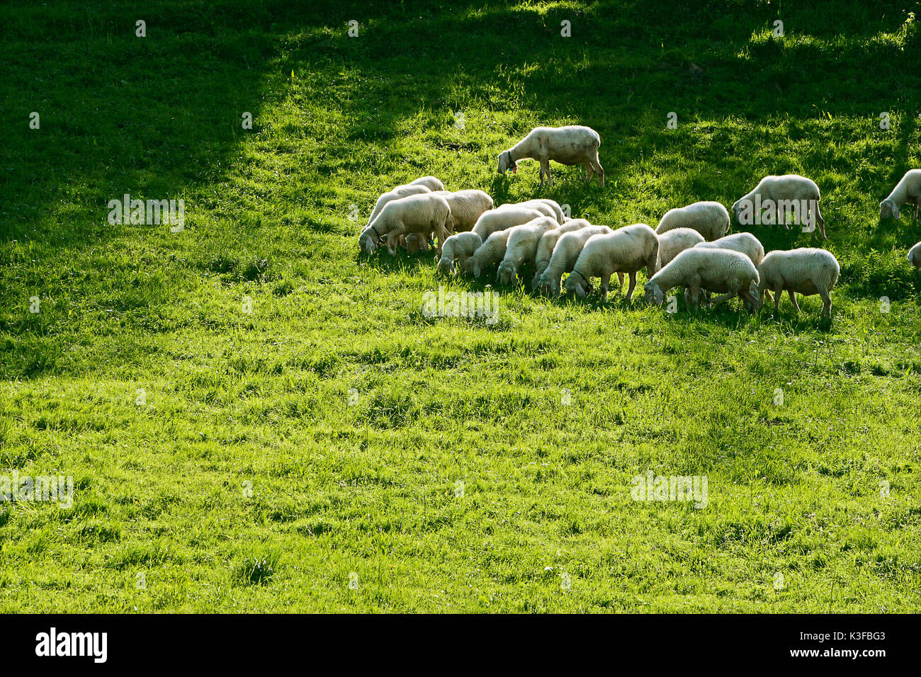 Troupeau de moutons paissant dans les prés Banque D'Images