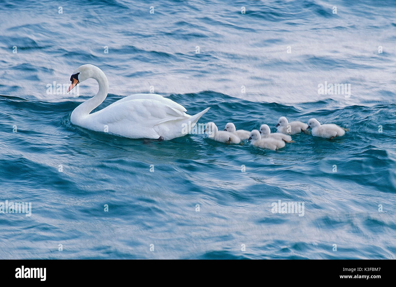 Swan avec de jeunes oiseaux Banque D'Images