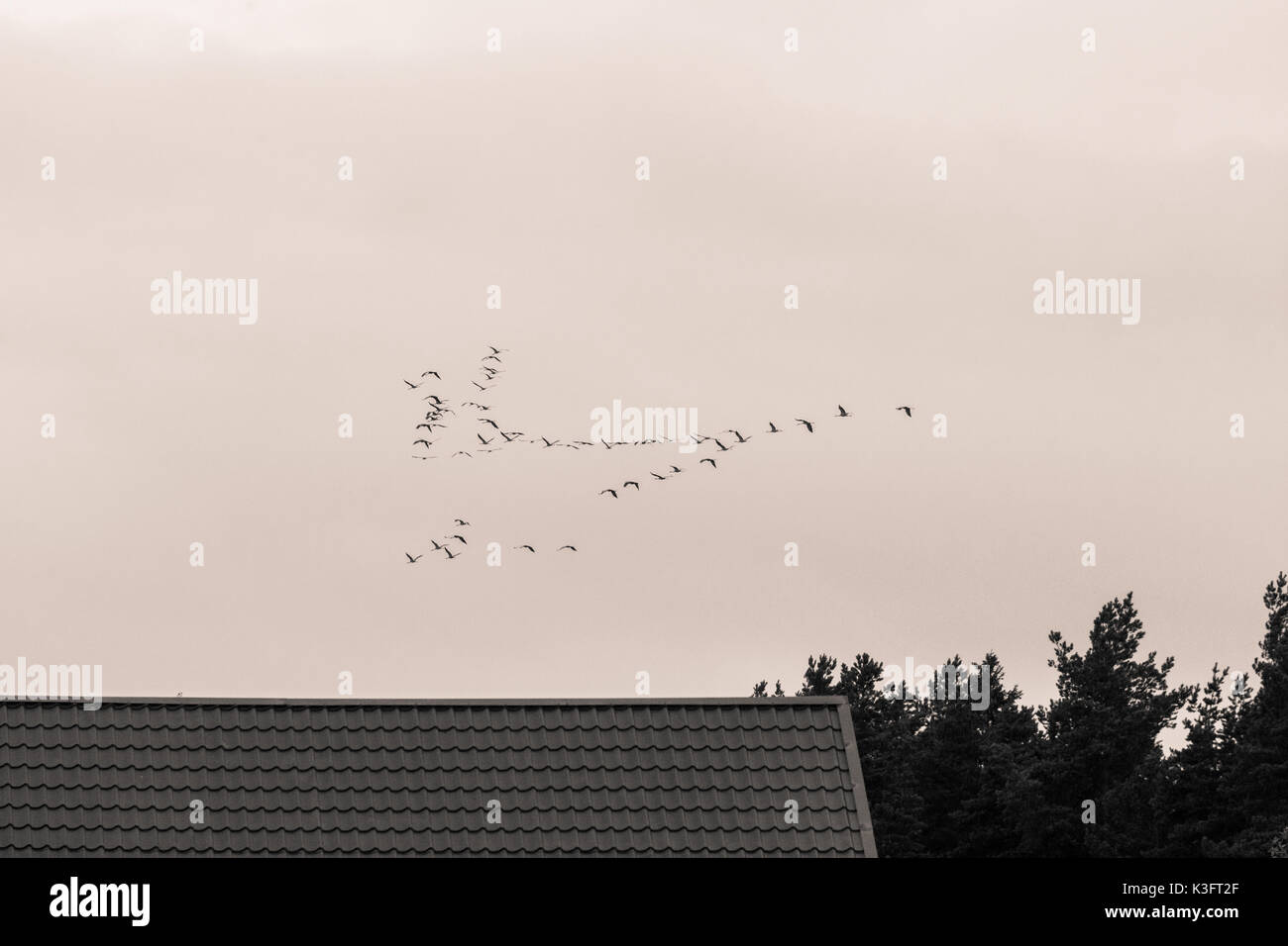 Une belle formation d'un des oiseaux migrateurs en automne. Vol de grues vers le sud en automne. Photographie monochrome. Banque D'Images