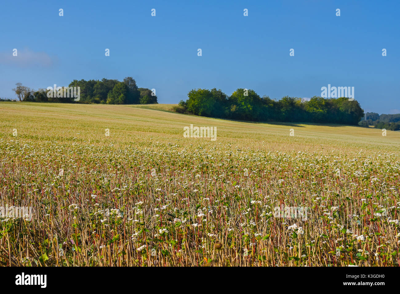 Domaine de sarrasin (Fagopyrum esculentum) en fleur, Bossay-sur-Claise, France. Banque D'Images