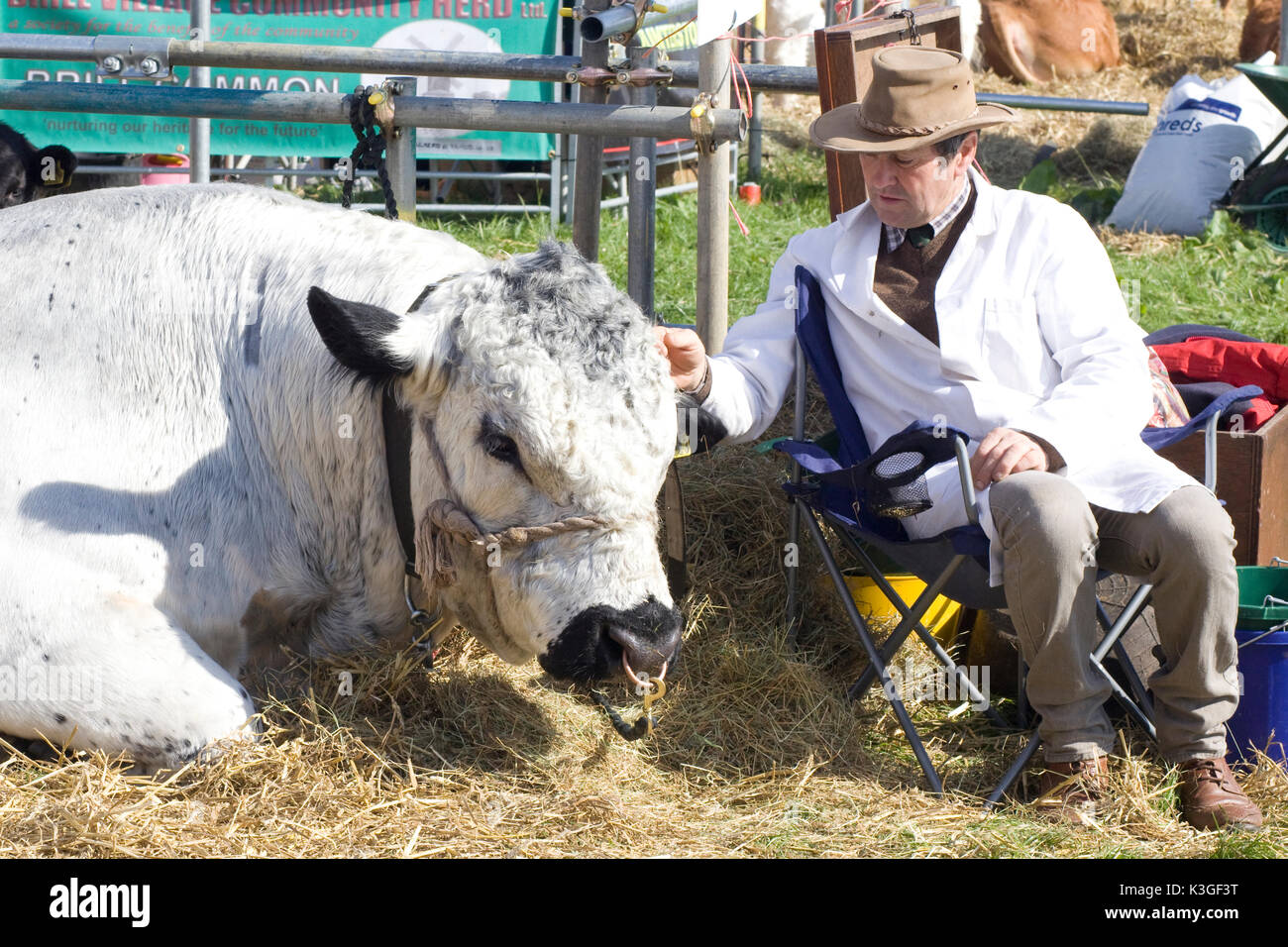 La taureau blanc fixant avec farmer sitting in chair à côté de lui Banque D'Images