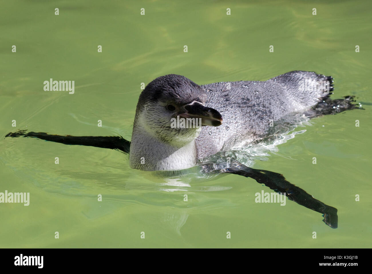 Manchot de Humboldt, dans l'eau Banque D'Images