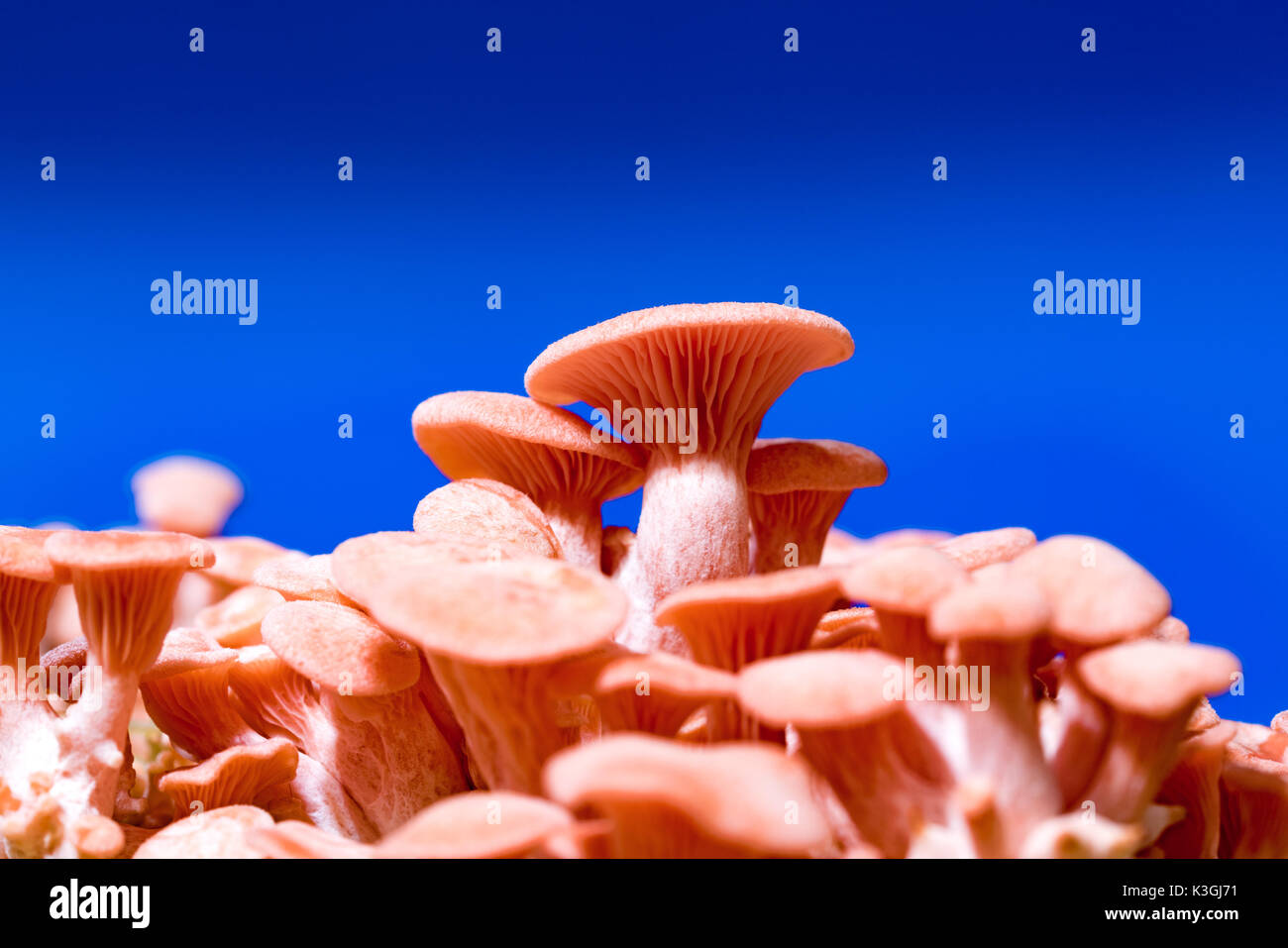 Pleurotus djamor champignons poussent sur le substrat Banque D'Images