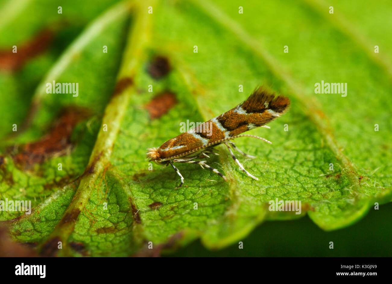 Mineuse des feuilles marron - (Cameraria ohridella) Banque D'Images