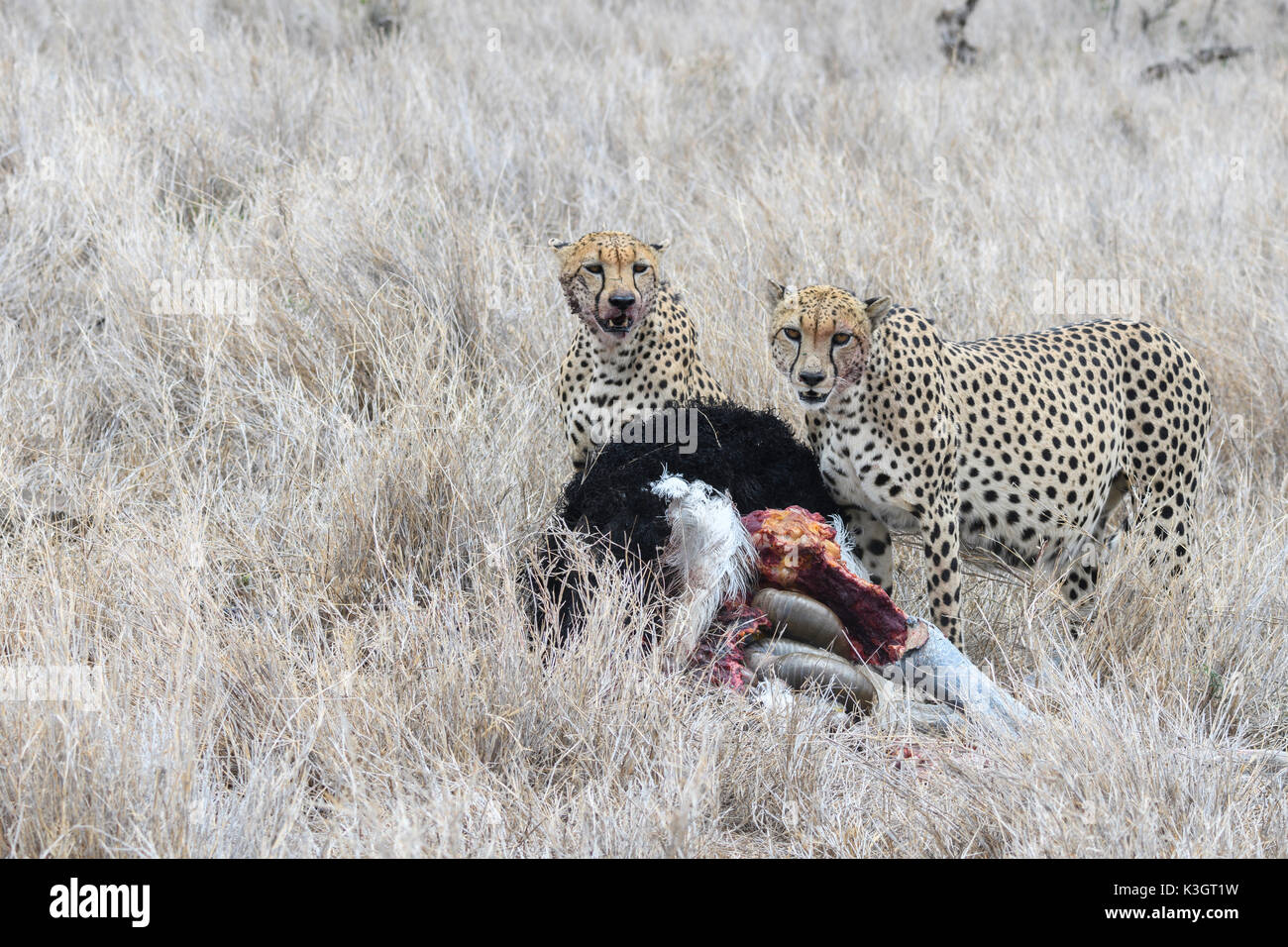 Cheetah eating une autruche, Lewa Wildlife Conservancy, Kenya Banque D'Images