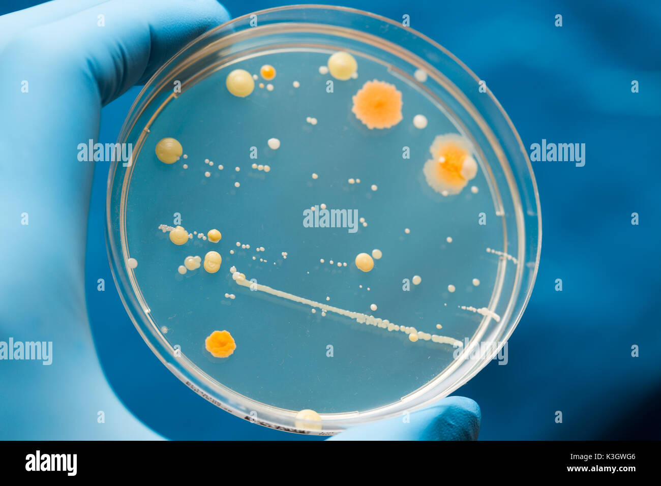 Une boîte de pétri avec les cultures de micro-organismes, les champignons et les microbes. Une boîte de Petri ( Boîte de Pétri) connu sous le nom de boîte de Pétri ou Boîte de culture cellulaire Banque D'Images