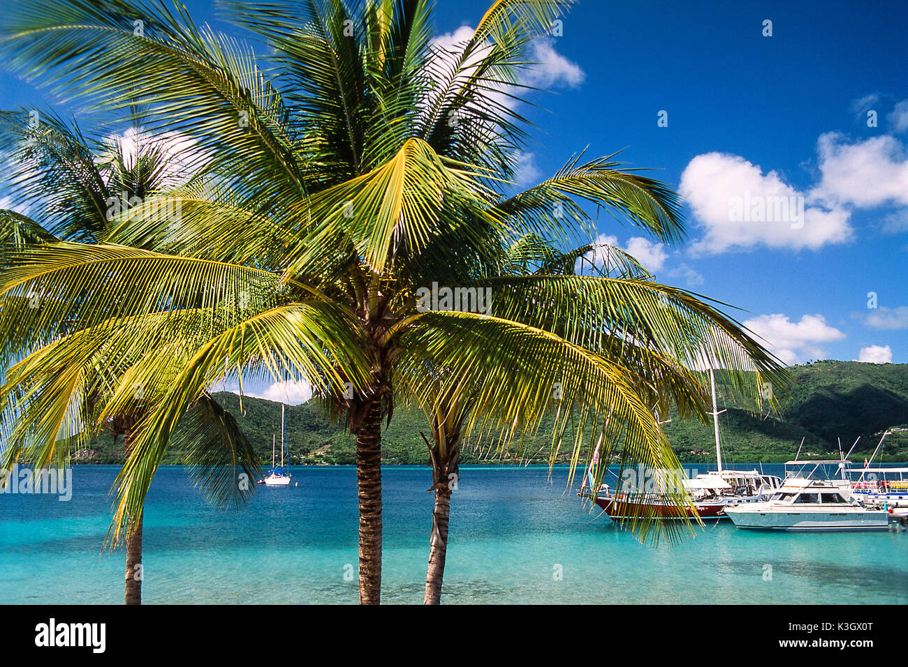 Palms au yacht Harbour sur la Martinique Banque D'Images