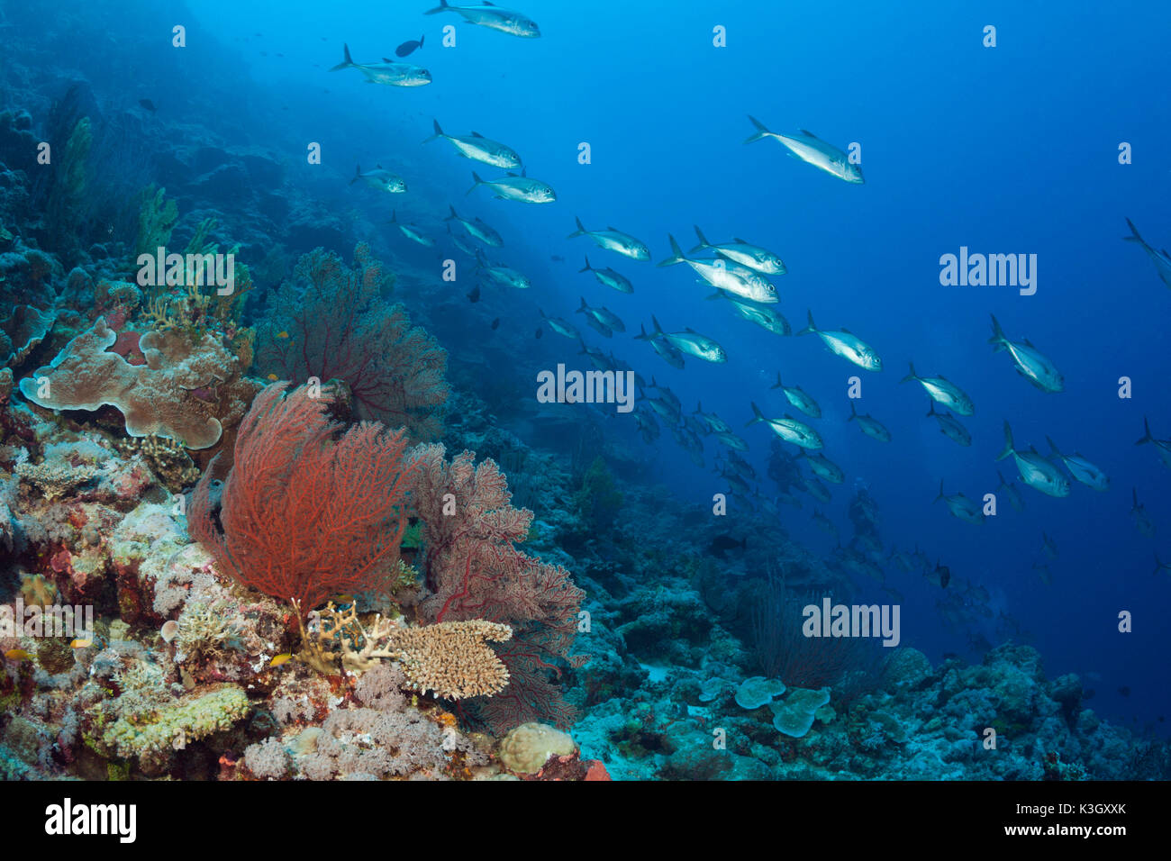 Bancs de caranges sur Coral Reef, Caranx sexfasciatus, Osprey Reef, Mer de Corail, Australie Banque D'Images