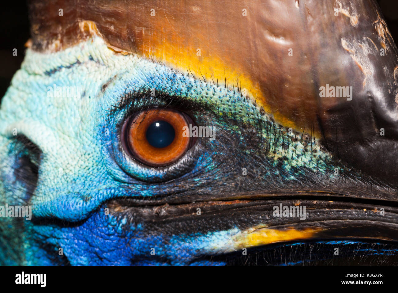 Le Sud Casuarius casuarius, Casoar, Queensland, Australie Banque D'Images