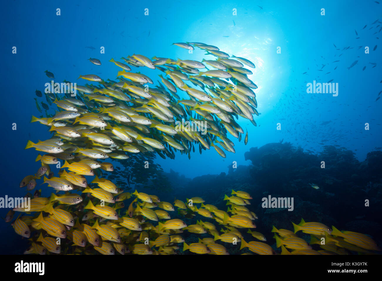 Banc de vivaneaux obèse et Fivelined Snapper Lutjanus lutjanus, Grande Barrière de Corail, Australie Banque D'Images