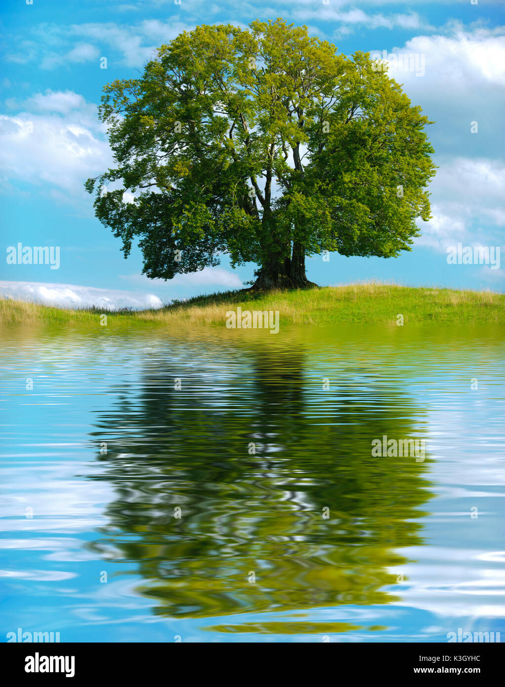 Arbre à grandes feuilles vieille gros hêtre avec mise en miroir au lac artificiel [M] Banque D'Images