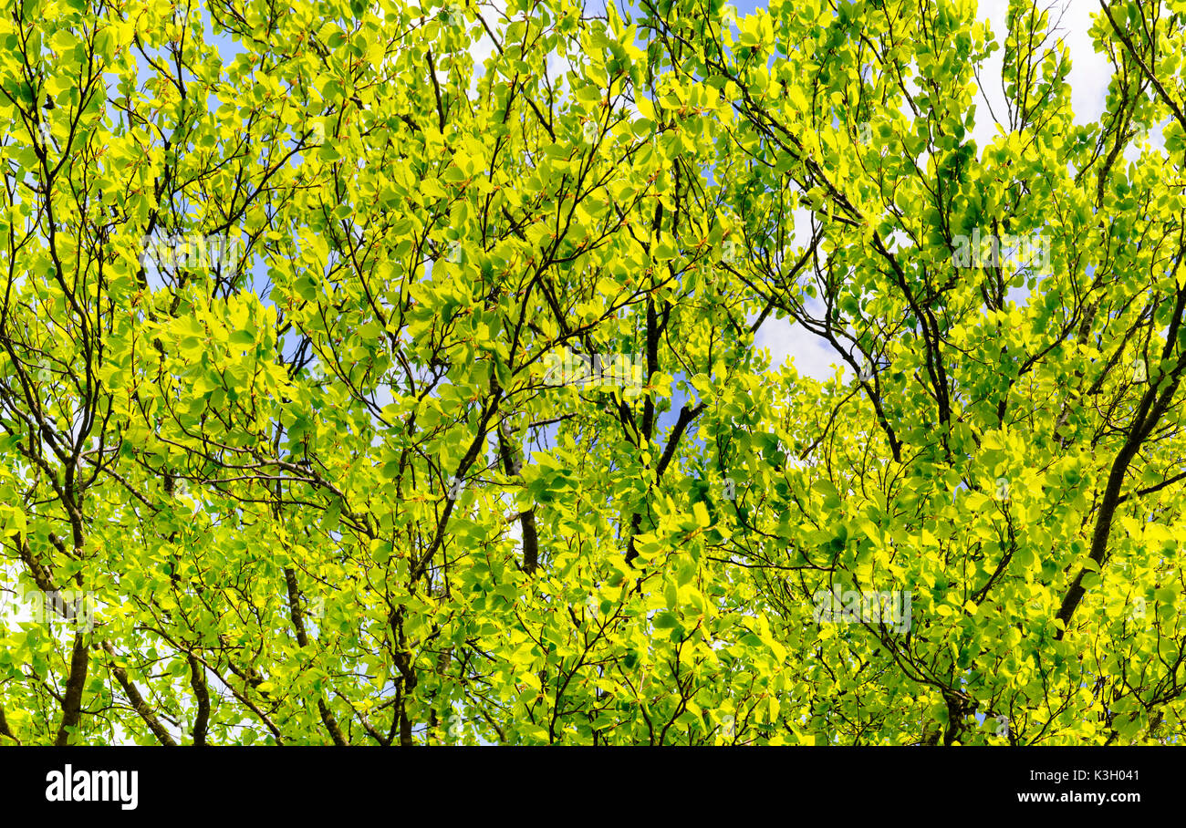 Panorama et détail de la branches et feuilles d'un hêtre au printemps Banque D'Images