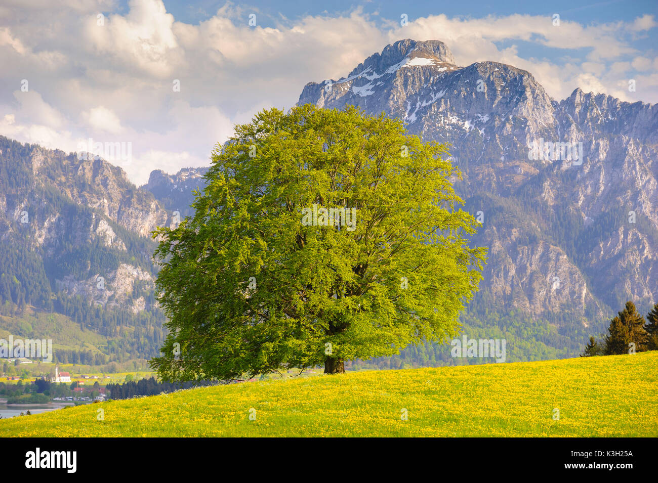 Grand vieux hêtre sur printemps prairie en face de la montagne Hausberg, Säuling de Füssen dans l'Allgäu Banque D'Images