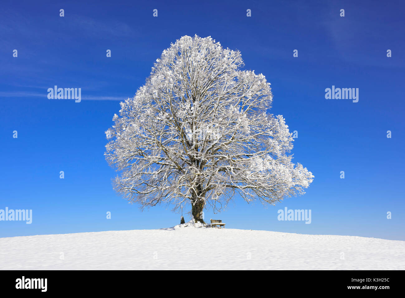 Grand vieux tilleul près de la gelée blanche en hiver en Bavière Banque D'Images