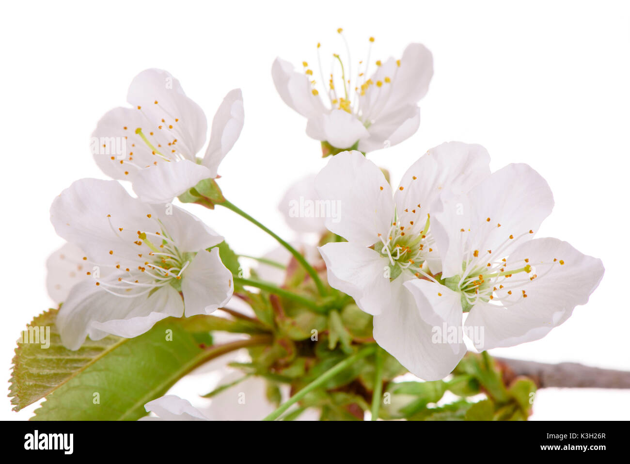 Tablier du cerisier fleurs de cerisier proche isole over white background Banque D'Images