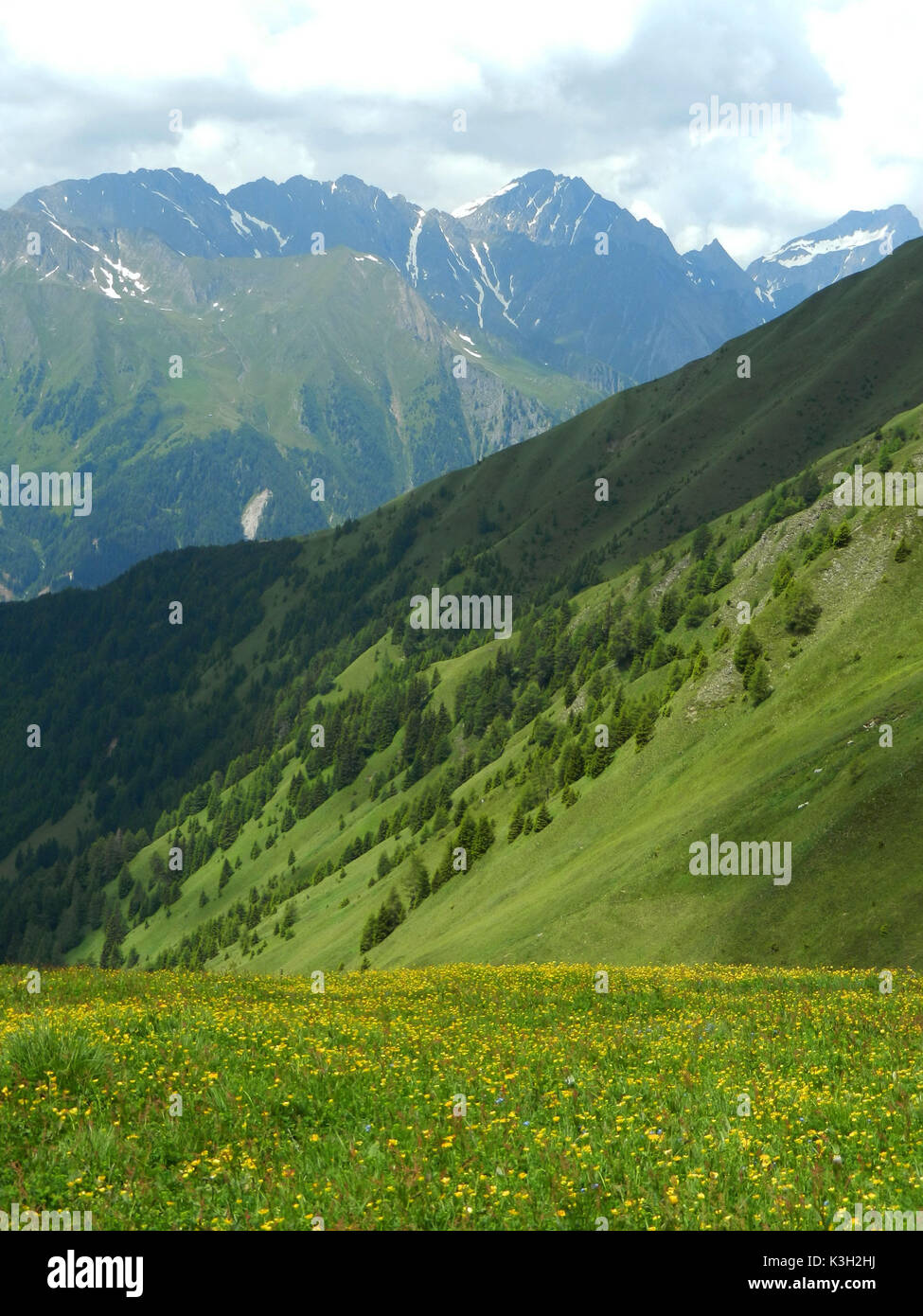 Blossoming pré au Gampisalm, vue sur la vallée le Wurmaulspitze Pfunderer, Tyrol du Sud, Banque D'Images