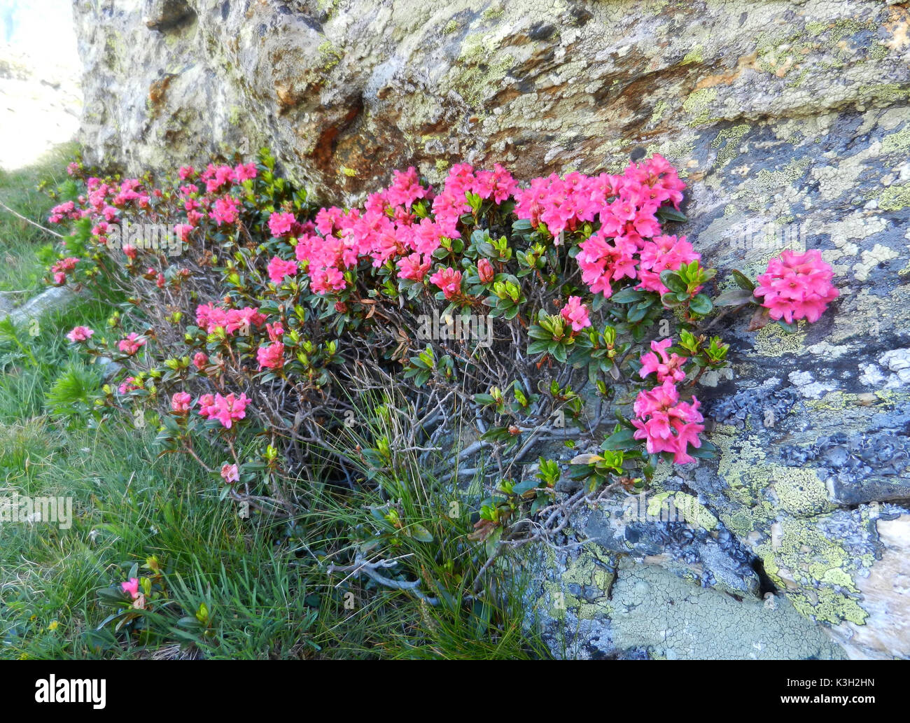 La rose des Alpes à proximité du rocher, montagnes Pfunderer, Tyrol du Sud, Banque D'Images