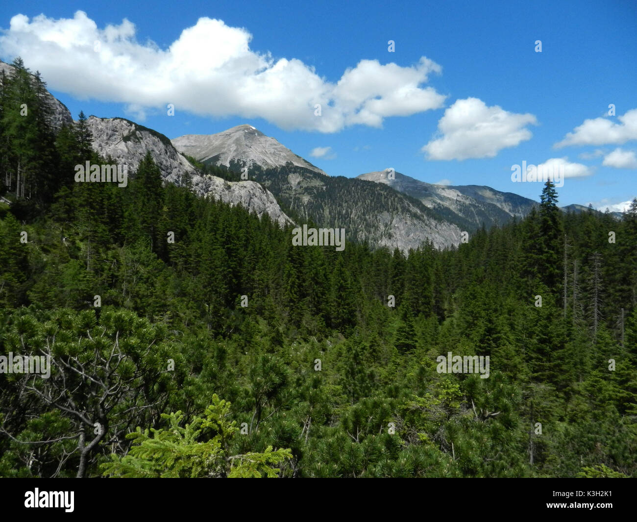 Soiernspitze au bois de montagne et de pins de montagne Banque D'Images