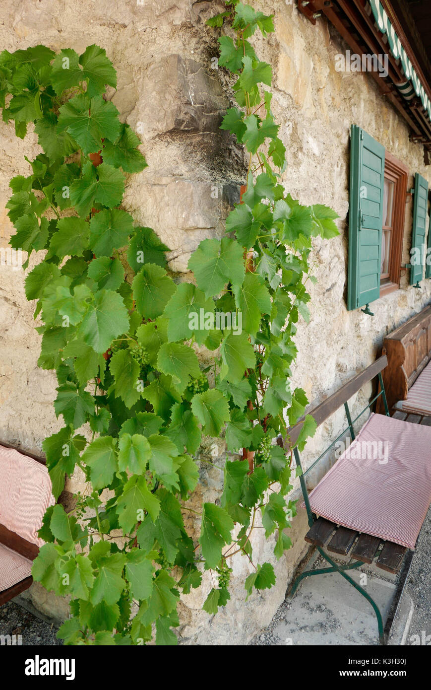 Vine se meut sur un mur d'une maison, jardin de la bière, le coussin du siège Banque D'Images