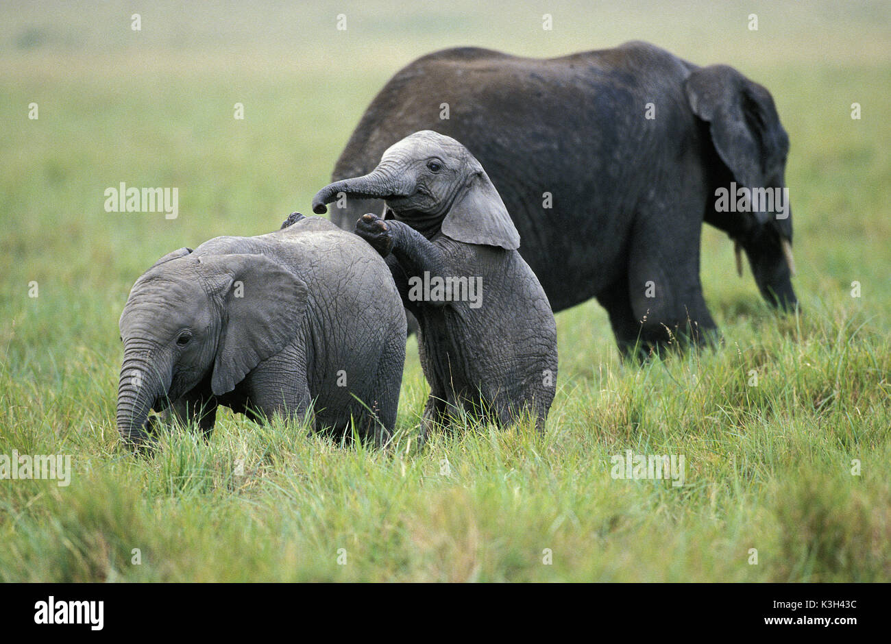 L'éléphant d'Afrique, Loxodonta africana, veaux jouant, parc de Masai Mara au Kenya Banque D'Images