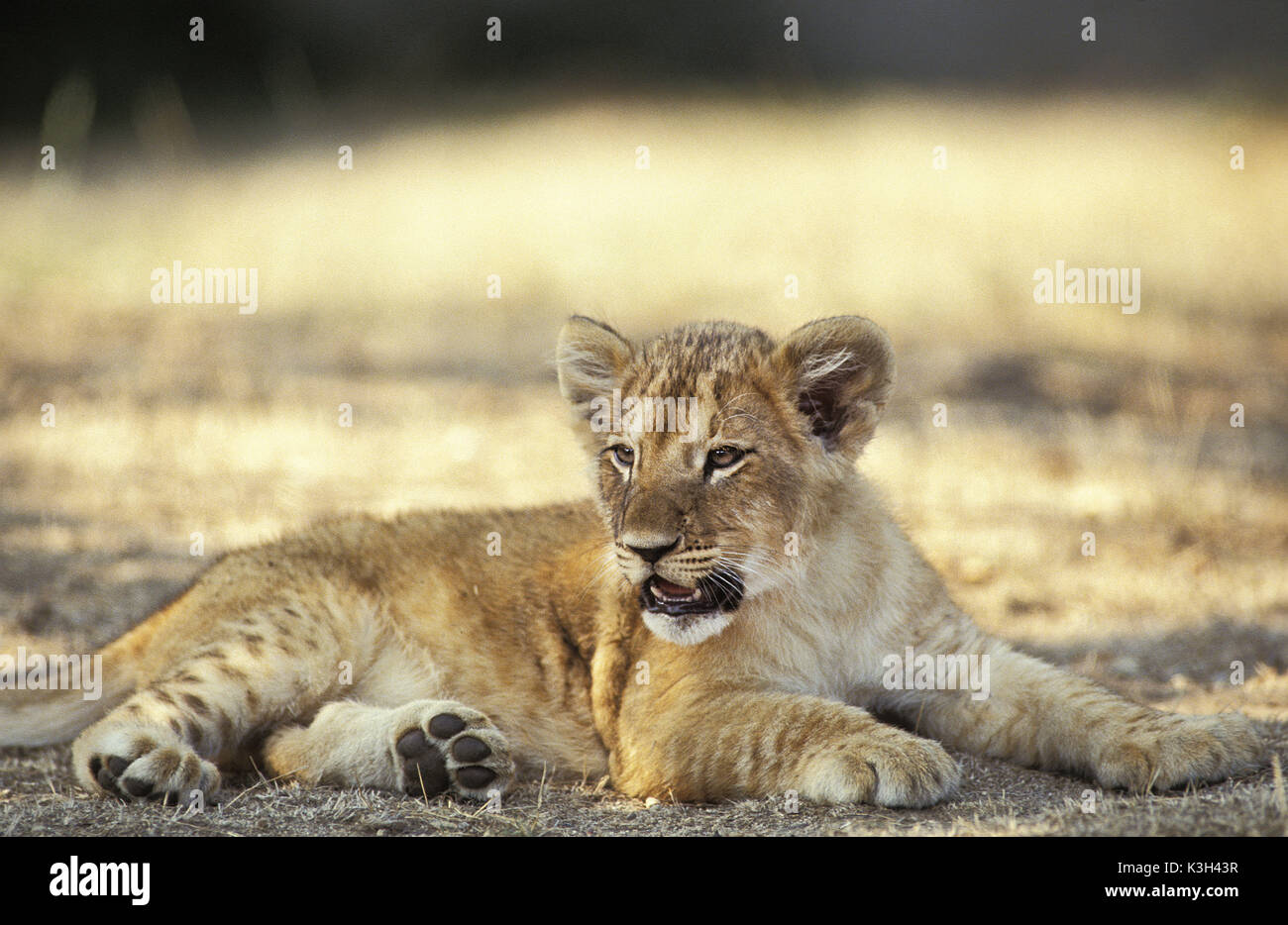 L'African Lion, Panthera leo, Cub, pose le Masai Mara au Kenya Parc Banque D'Images