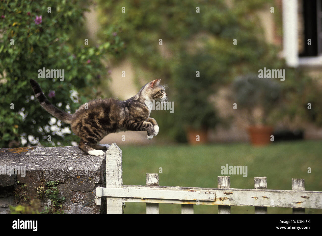 American Wirehair chat domestique, des profils jumping over Fence Banque D'Images
