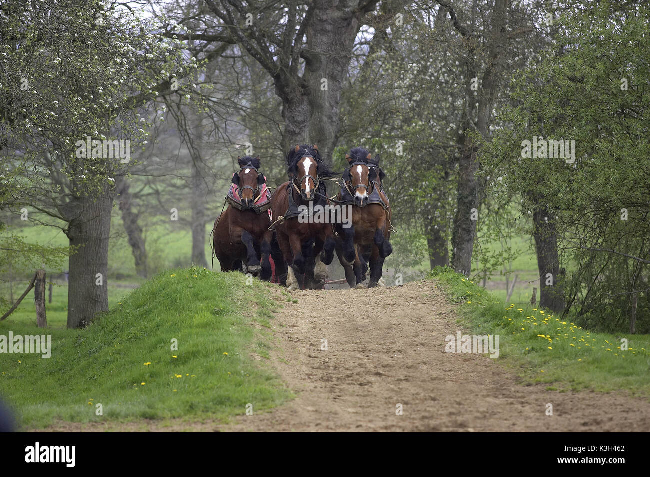 Harnaché Cob Normand Horse Banque D'Images