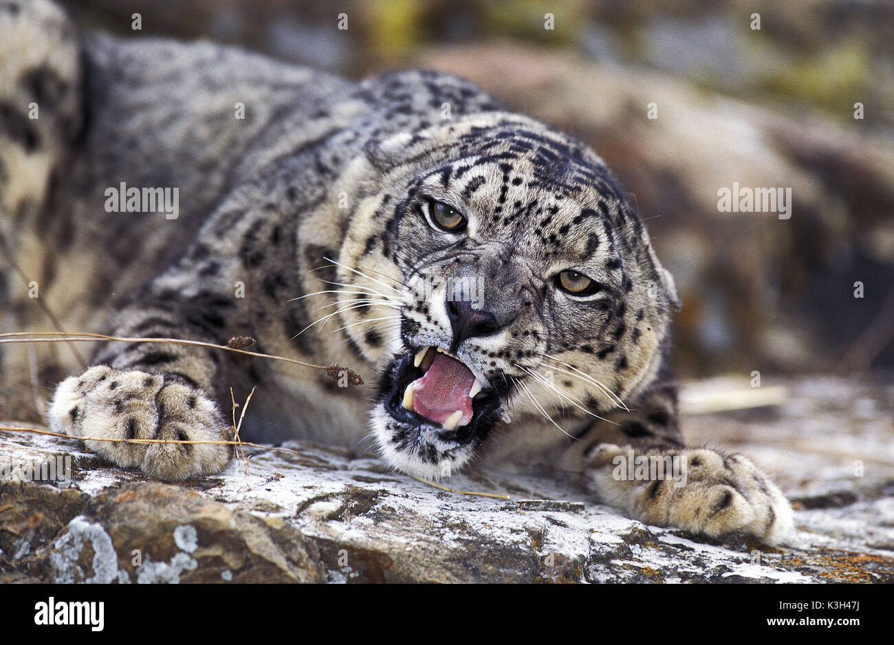 Snow Leopard ou d'Once, Uncia uncia, des profils avec la bouche ouverte Banque D'Images