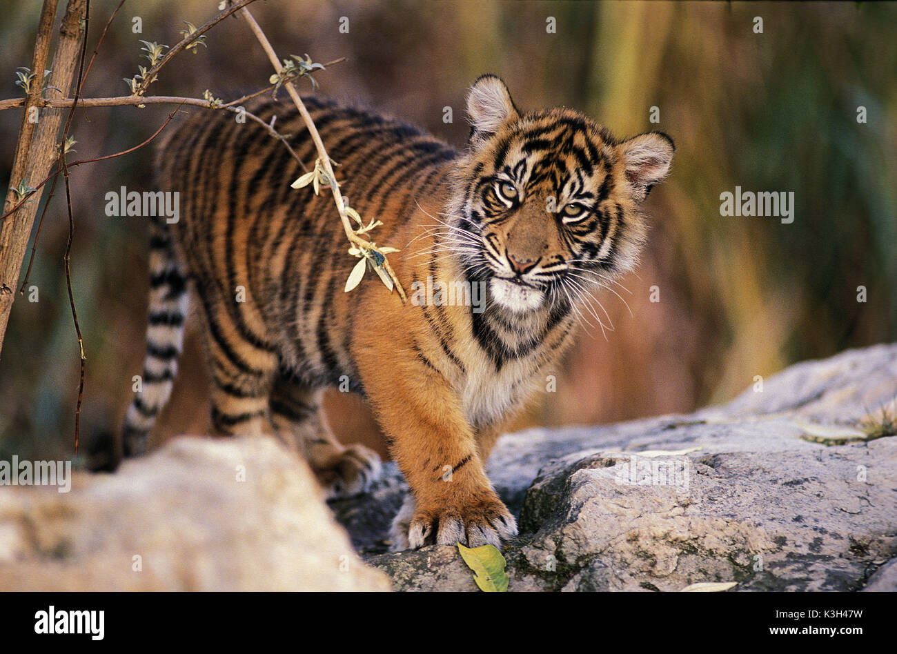 Tigre de Sumatra, Panthera tigris sumatrae, Cub Banque D'Images