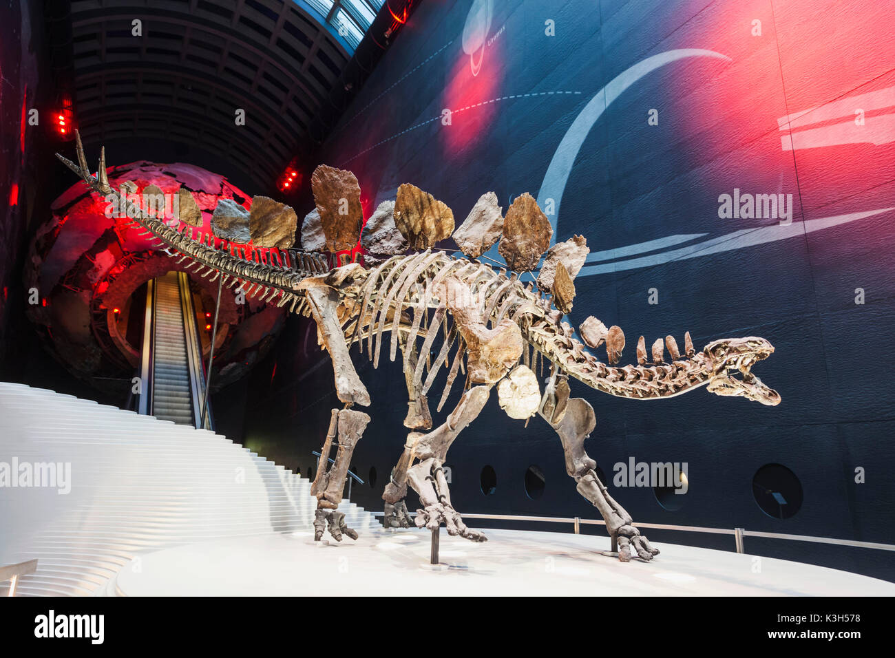 L'Angleterre, Londres, Kensington, le Musée d'Histoire Naturelle, le squelette d'un dinosaure Stégosaure Banque D'Images