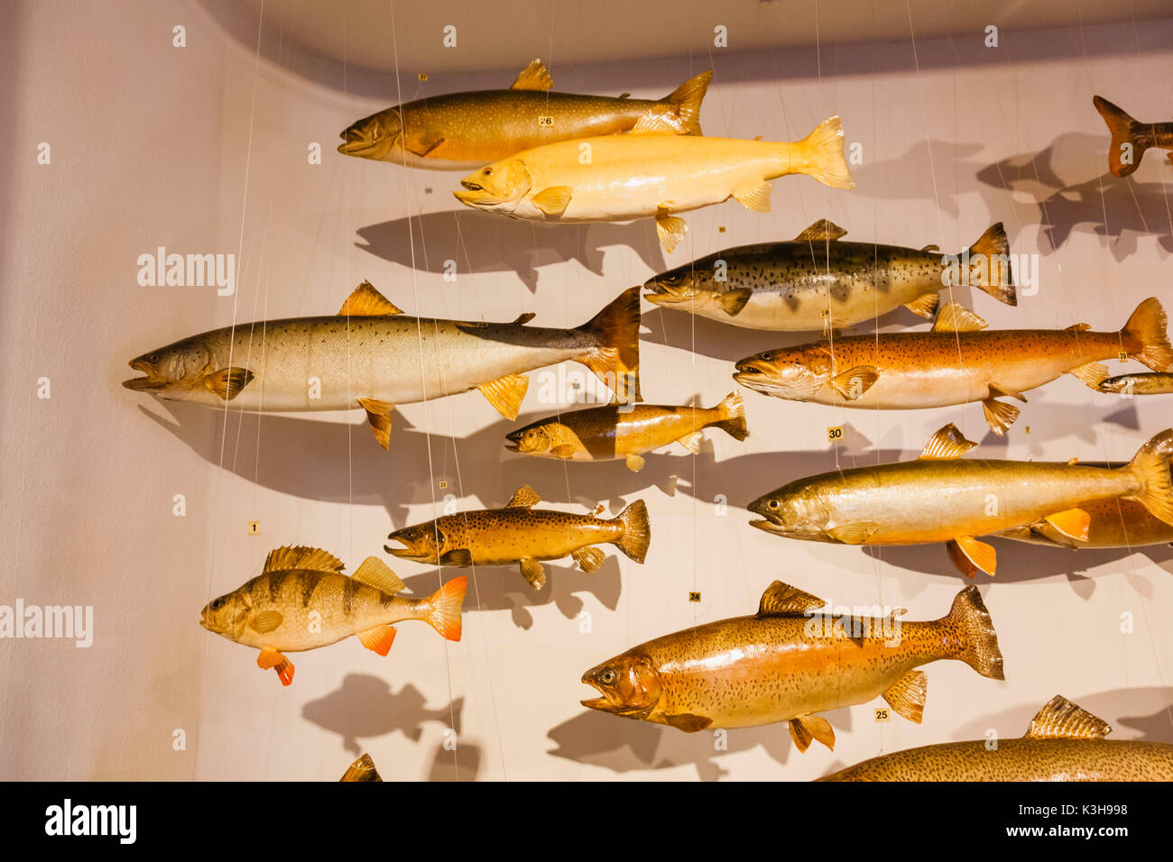 Germany, Bavaria, Munich, le musée allemand de la chasse et de la pêche (Deutsches Jagd-Und Fischereimuseum), pièce de diverses espèces de poissons Banque D'Images