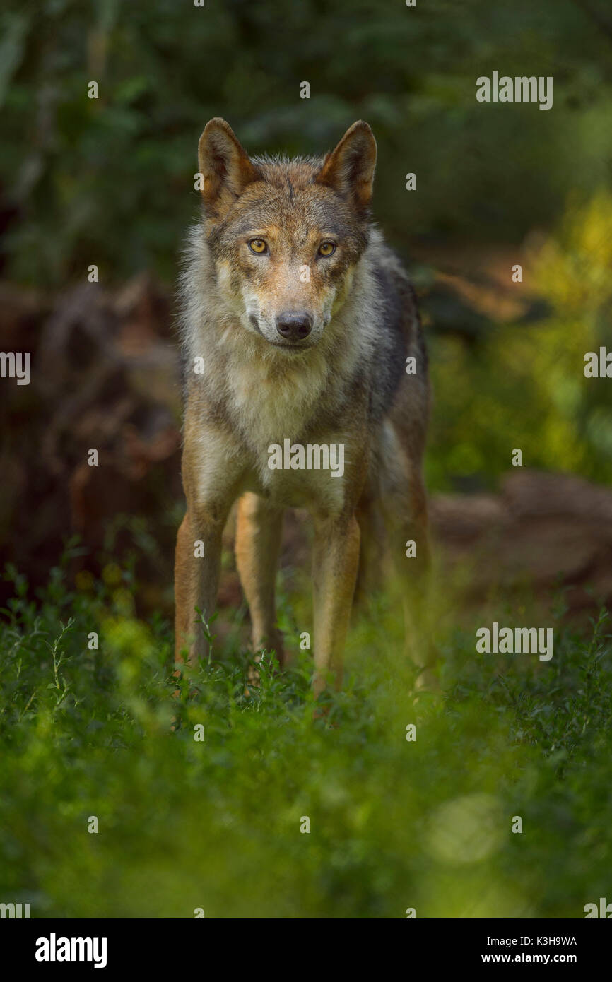 Le loup gris d'Europe, Canis lupus lupus, Allemagne Banque D'Images