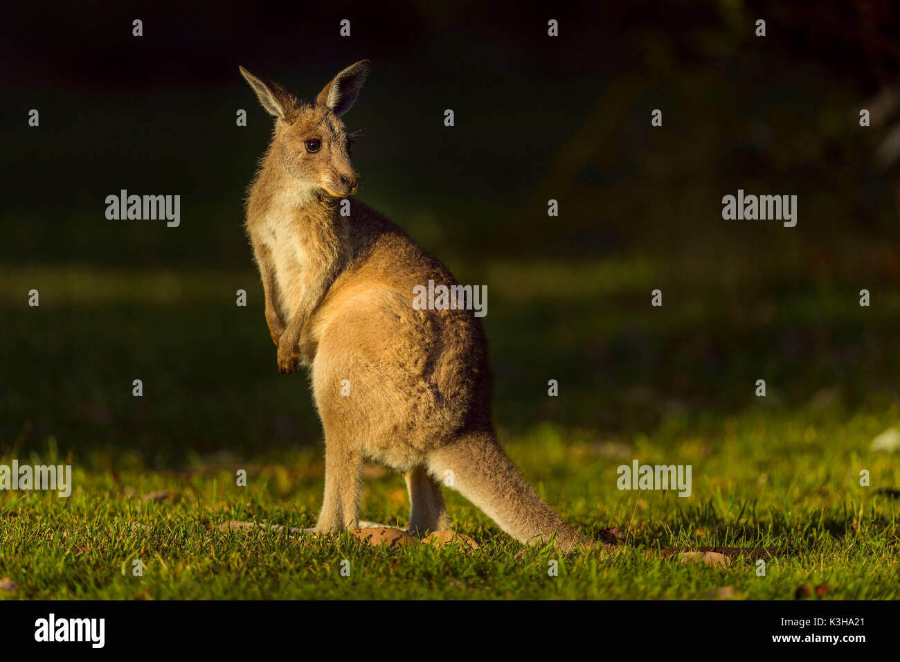 Kangourou gris, Macropus giganteus, Murramarang National Park, New South Wales, Australie Banque D'Images