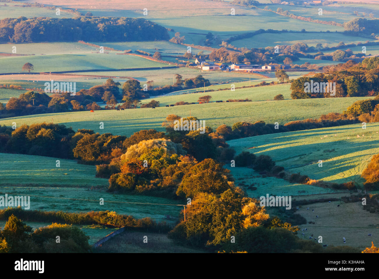 L'Angleterre, dans le Dorset, vue sur la campagne près de Corfe Castle Banque D'Images