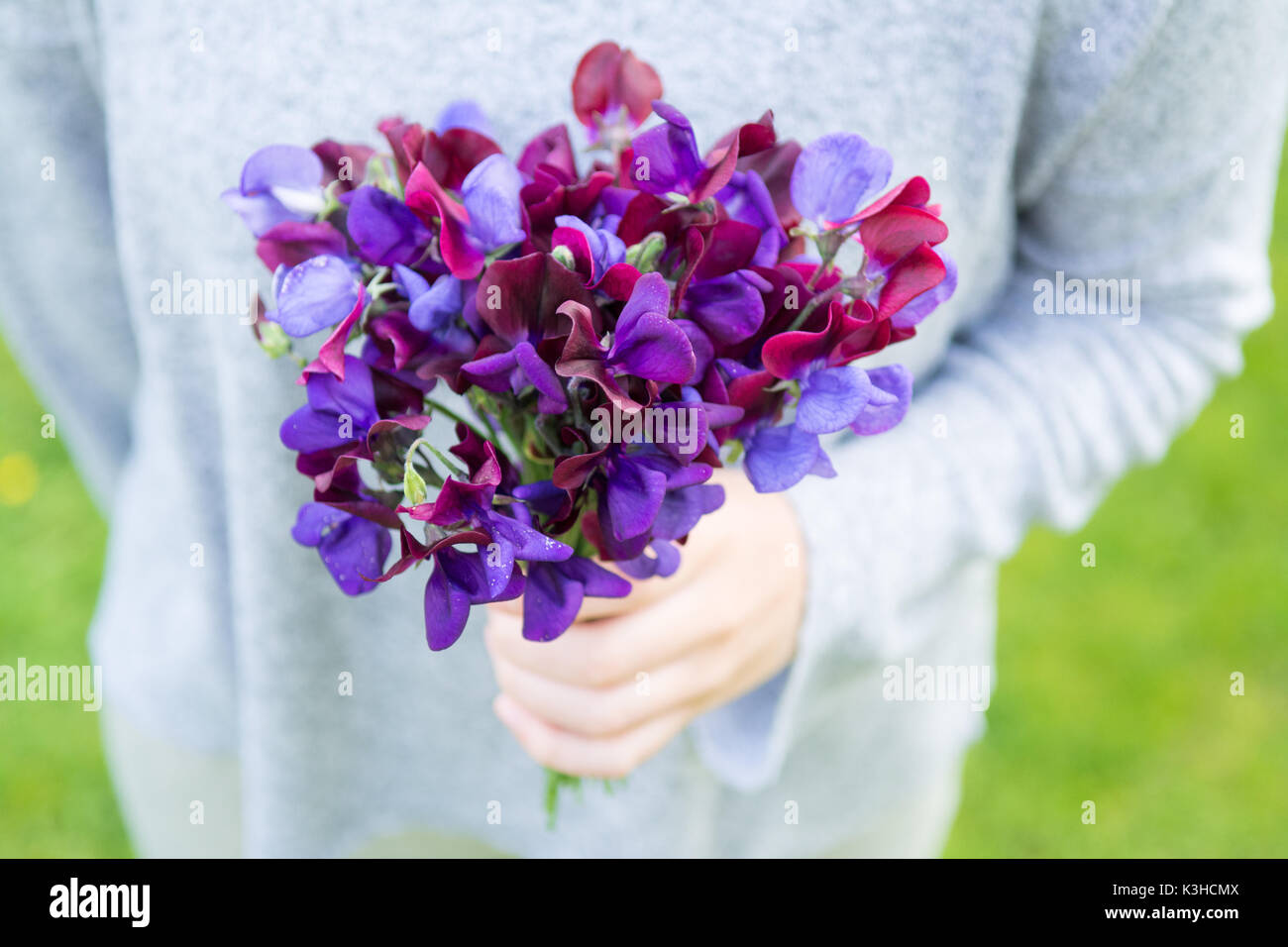 Ramasser les petits pois Pois de posy jardin Banque D'Images