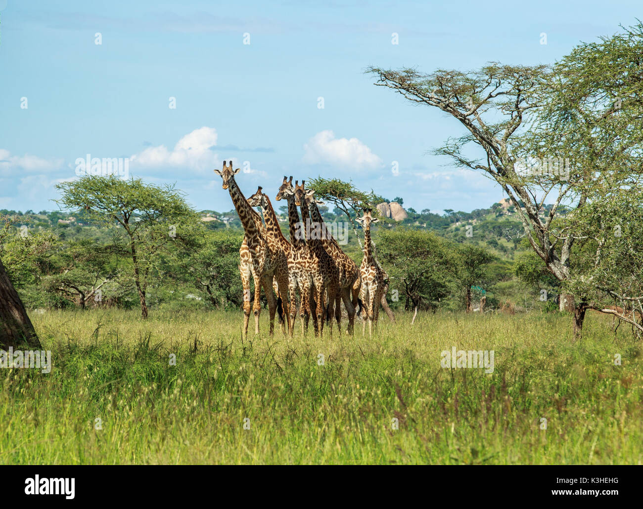 Un troupeau de girafes Masai dans le Serengeti Banque D'Images