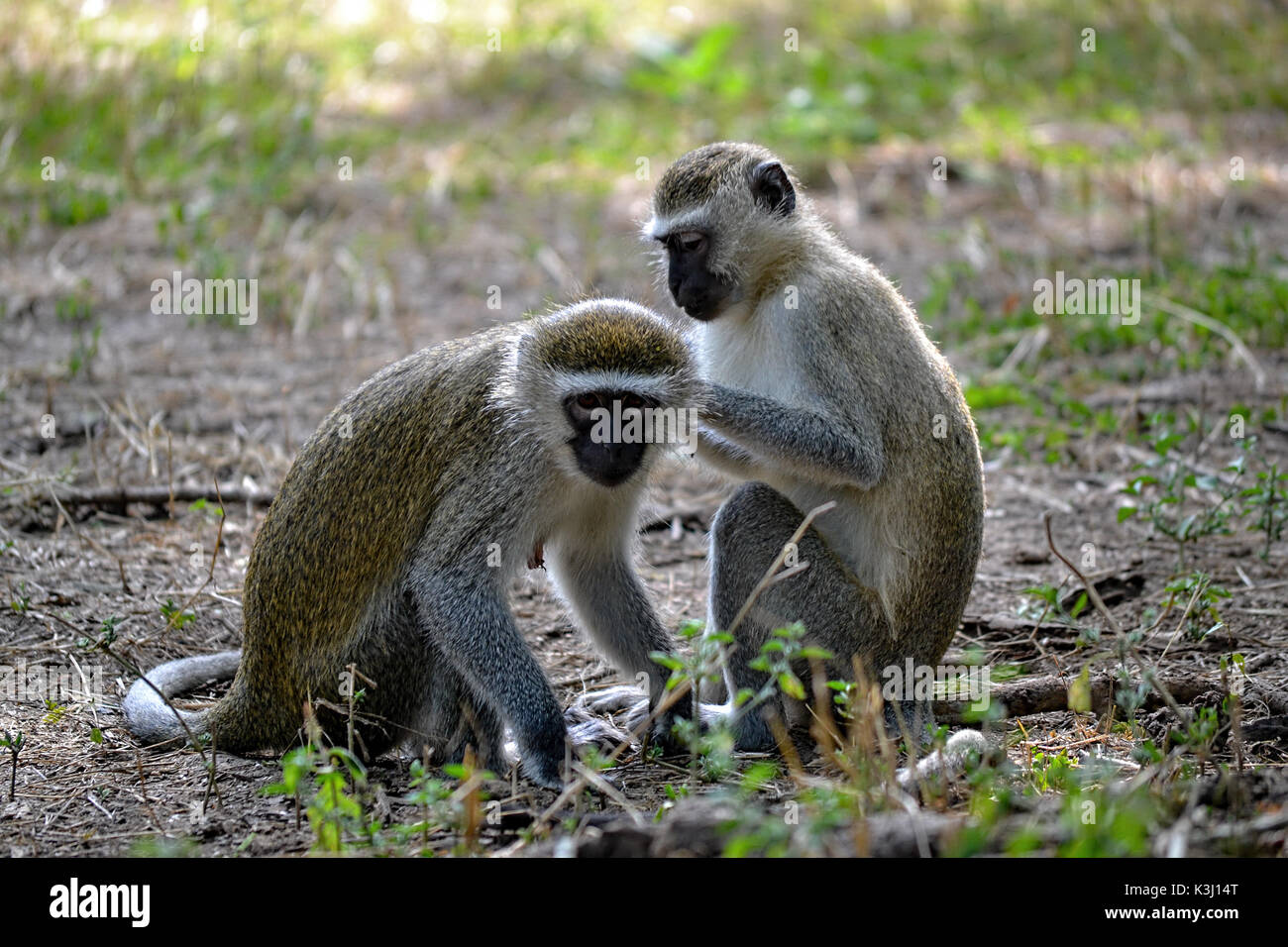 Un couple de singes vervet, Chlorocebus pygerythrus, toilettage dans la nature en Afrique Banque D'Images