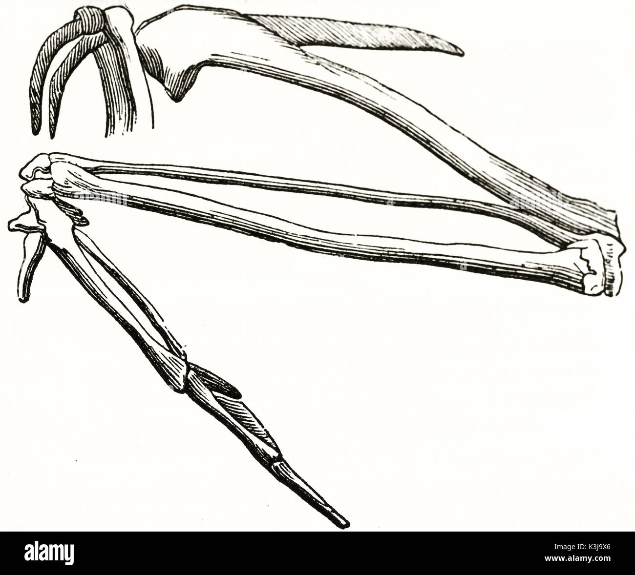 Vieille illustration anatomique de la structure osseuse de l'aile. Par auteur non identifié, publié le magasin pittoresque, Paris, 1838 Banque D'Images