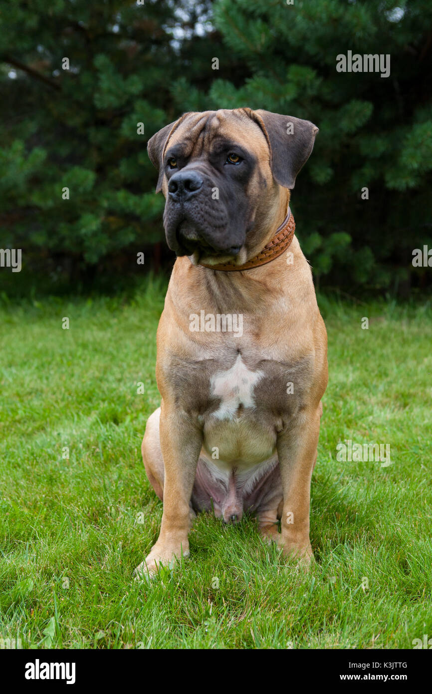 Closeup Portrait Dune Race De Chien Rare Boerboel Sud