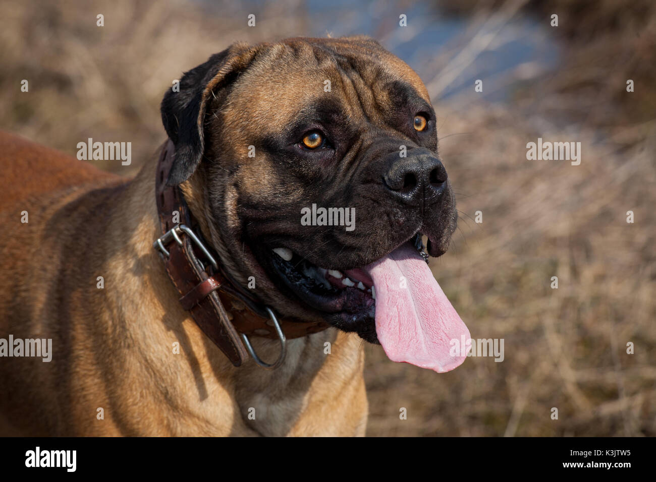 De Lautomne Closeup Portrait Dune Race De Chien South