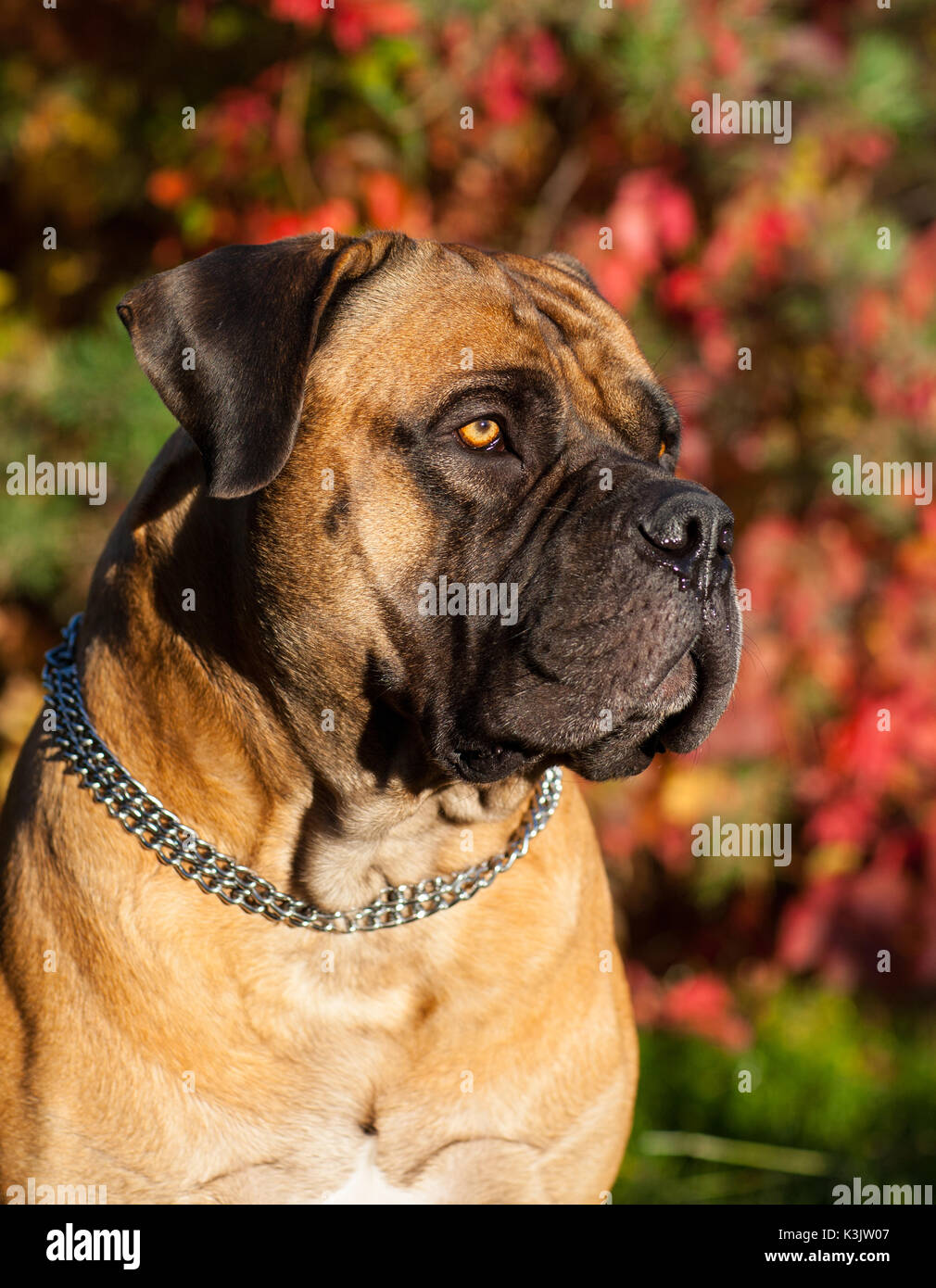 Les Yeux De Couleur Ambre Closeup Portrait Of Rare Race De