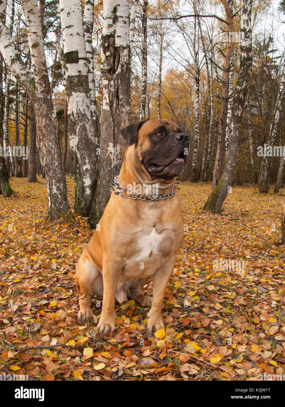 De Lautomne Closeup Portrait Dune Race De Chien South