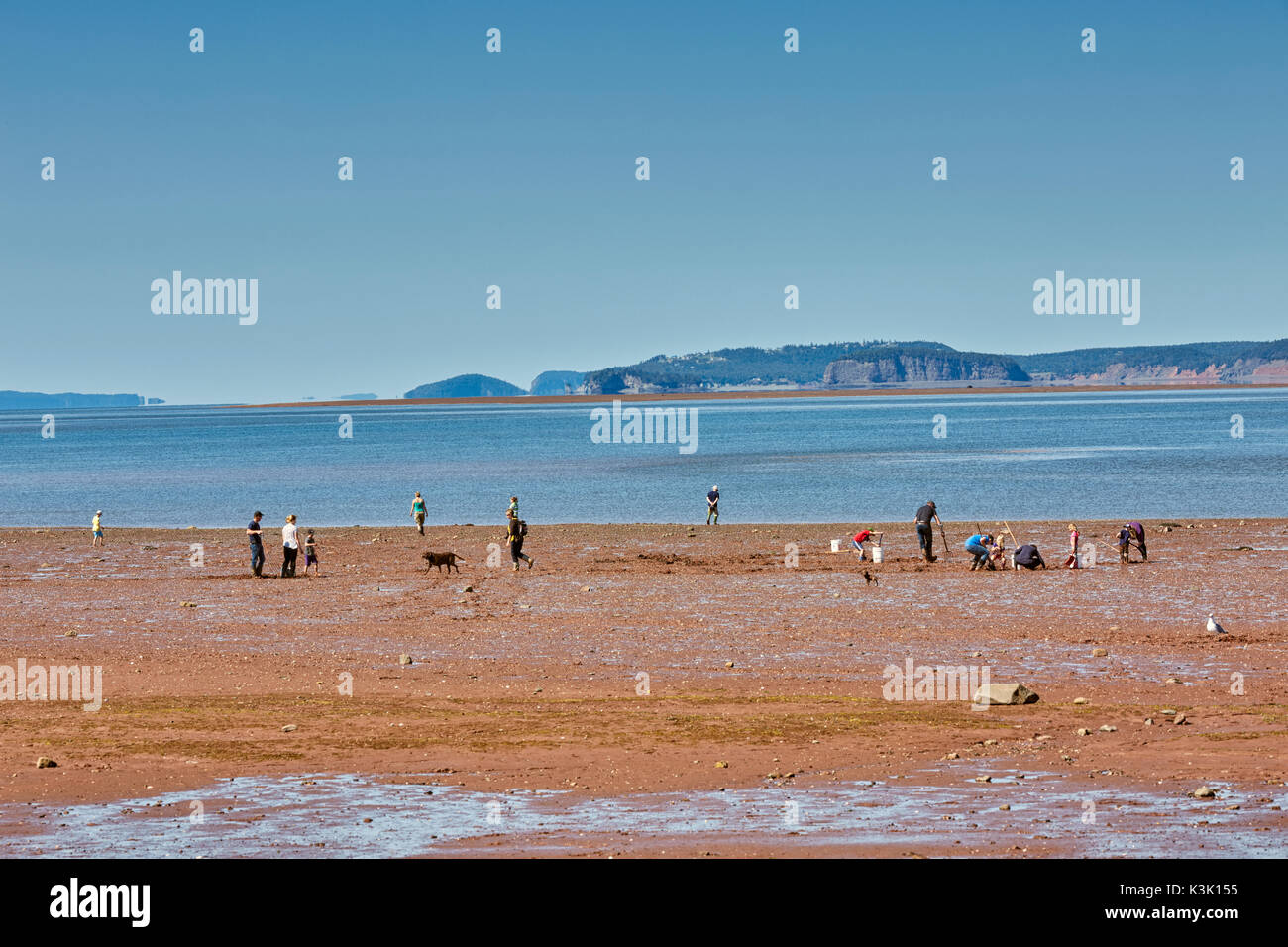 Coques à Five Islands Provincial Park, dans la baie de Fundy, en Nouvelle-Écosse, Canada Banque D'Images