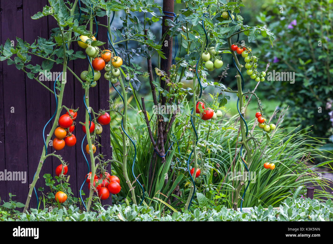 Jardin de plants de tomates, tomates mûrissant sur la vigne dans le jardin Banque D'Images