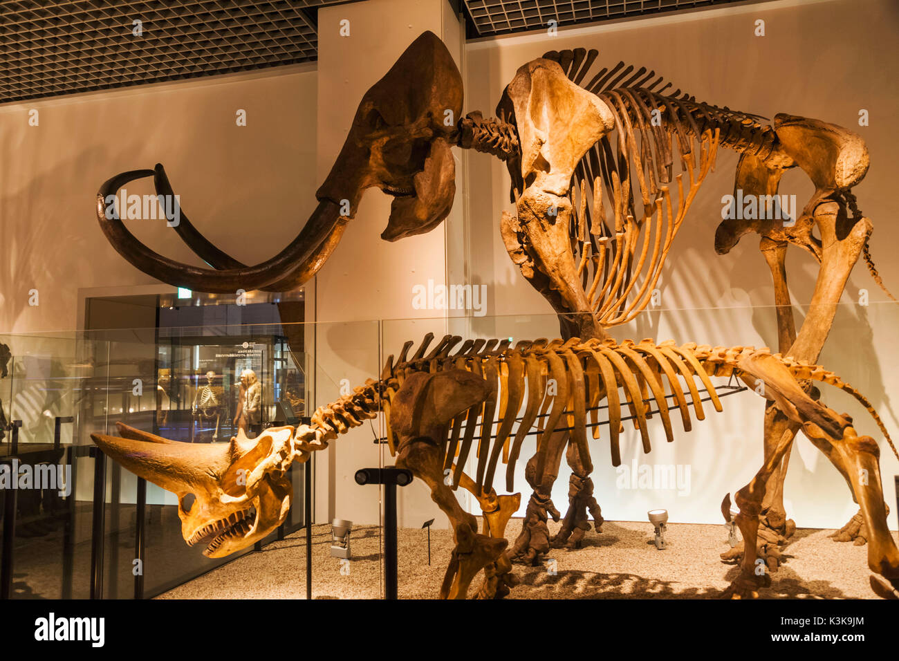Le Japon, Hoshu, Tokyo, Ueno Park, Musée National de la nature et des sciences, des expositions, et des squelettes de mammouth laineux Arsinoitherium Banque D'Images