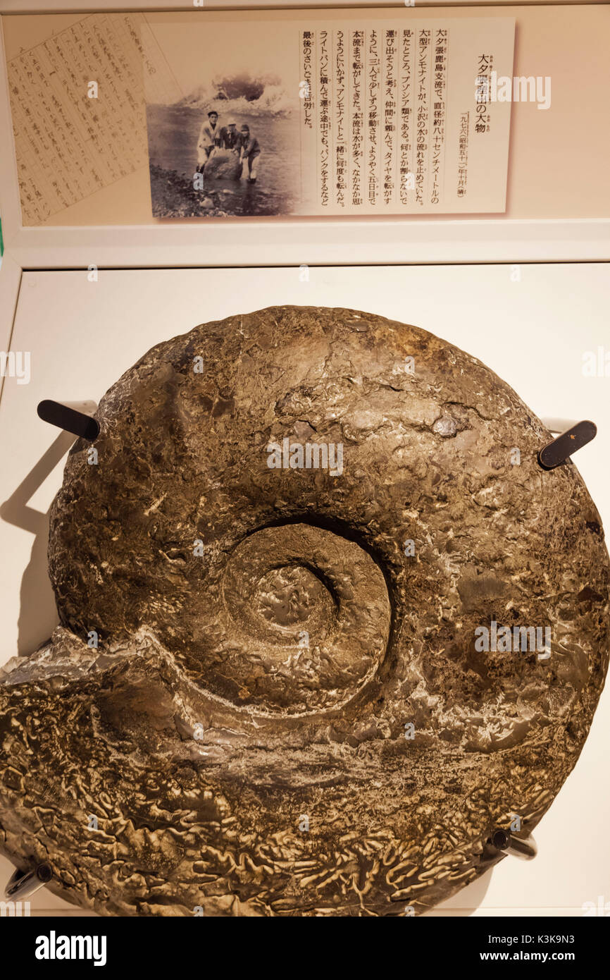 Le Japon, Hoshu, Tokyo, Ueno Park, Musée National de la nature et de la Science, exposition d'Ammonite Pachydiscus Banque D'Images