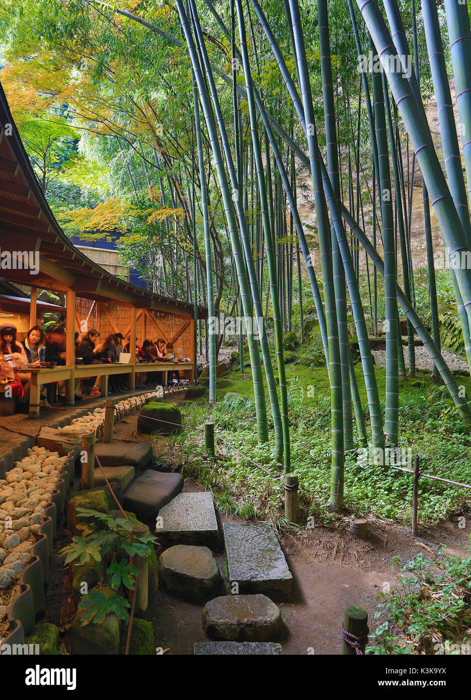 Japon, Kamakura, Ville Hokoku-ji, Bambu forest Banque D'Images