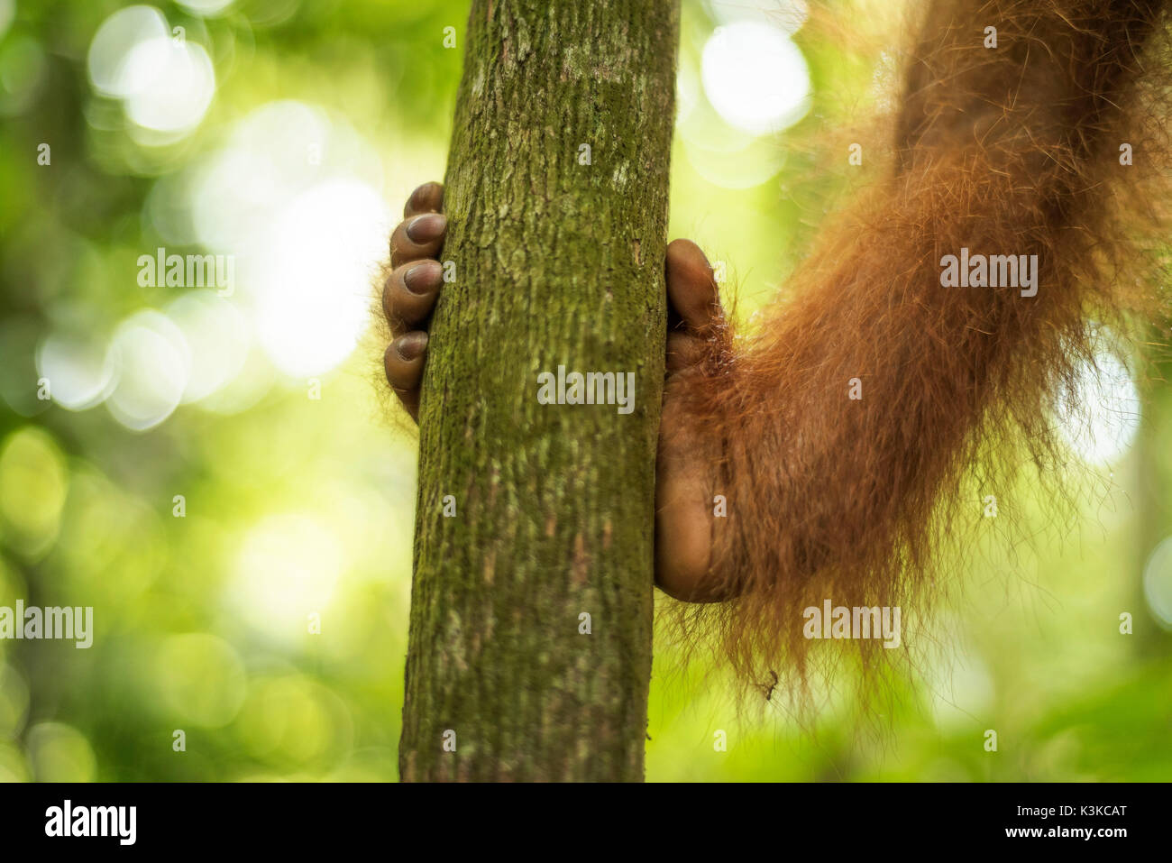 Pied d'une forêt personne, orang-outan dans le parc national de Gunung Leuser à Sumatra, en Indonésie. Banque D'Images