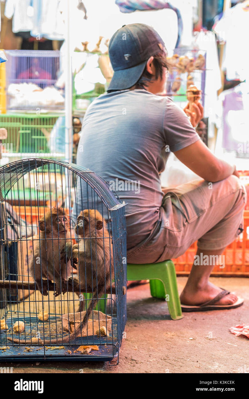 Jeune homme mange une glace, alors qu'il vend deux jeunes petits singes dans une cage carte derrière lui-même. Banque D'Images